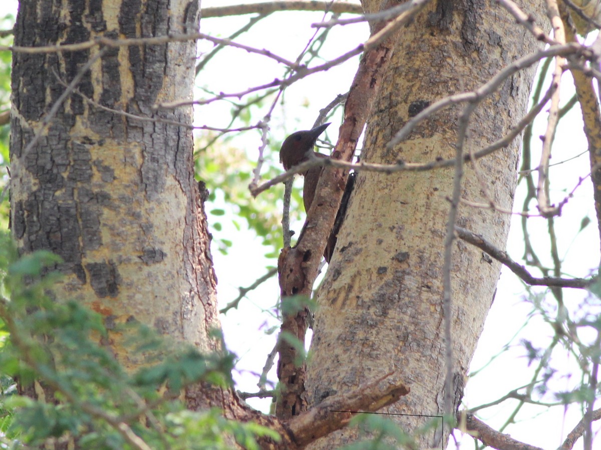 Rufous Woodpecker - ML443585571