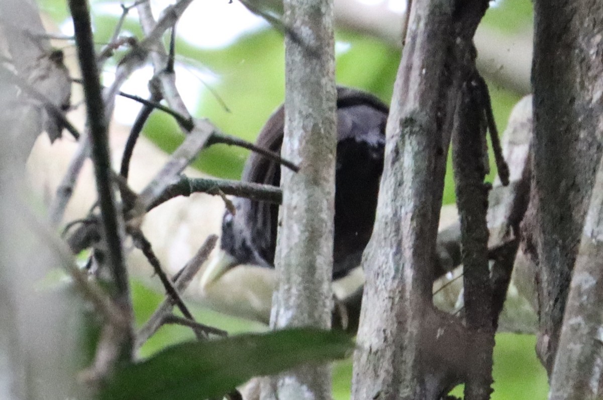 Capuchin Babbler - Marc Languy