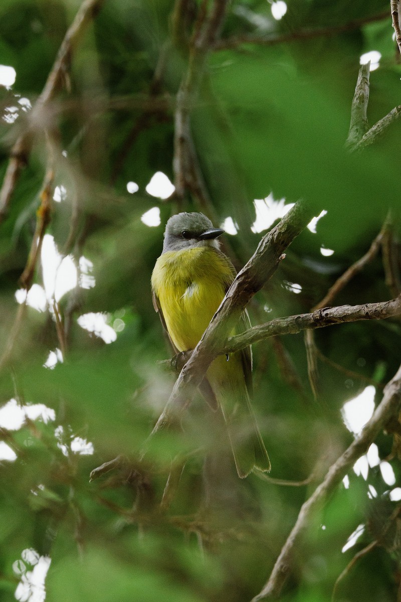 Tropical Kingbird - ML443586261