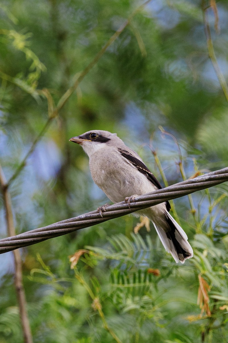 Loggerhead Shrike - Mark Olsen