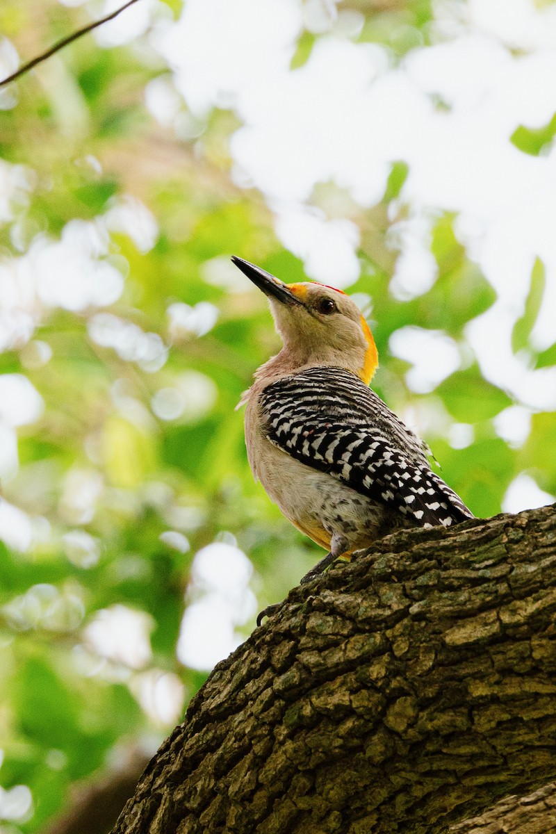 Golden-fronted Woodpecker - Mark Olsen