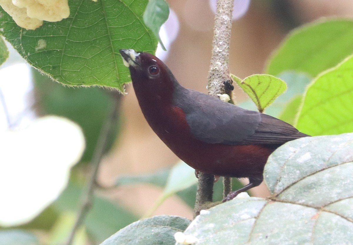 Chestnut-breasted Nigrita - Marc Languy