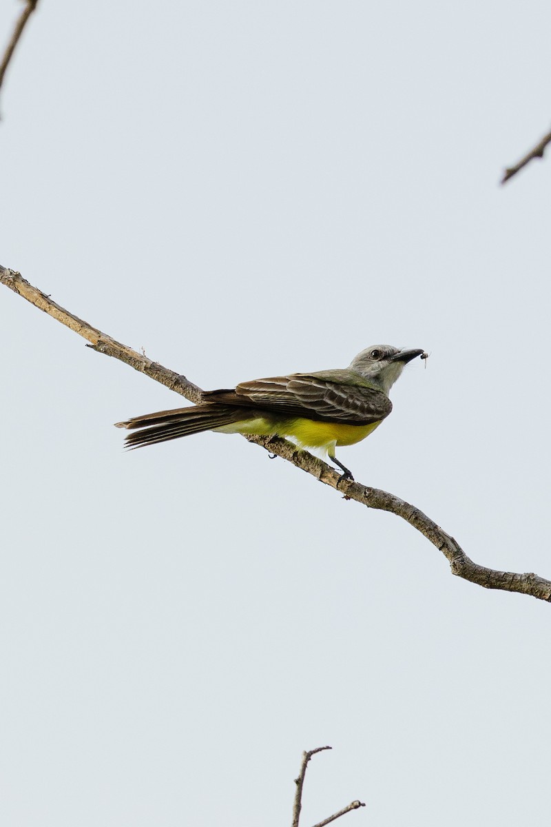 Tropical Kingbird - ML443587921