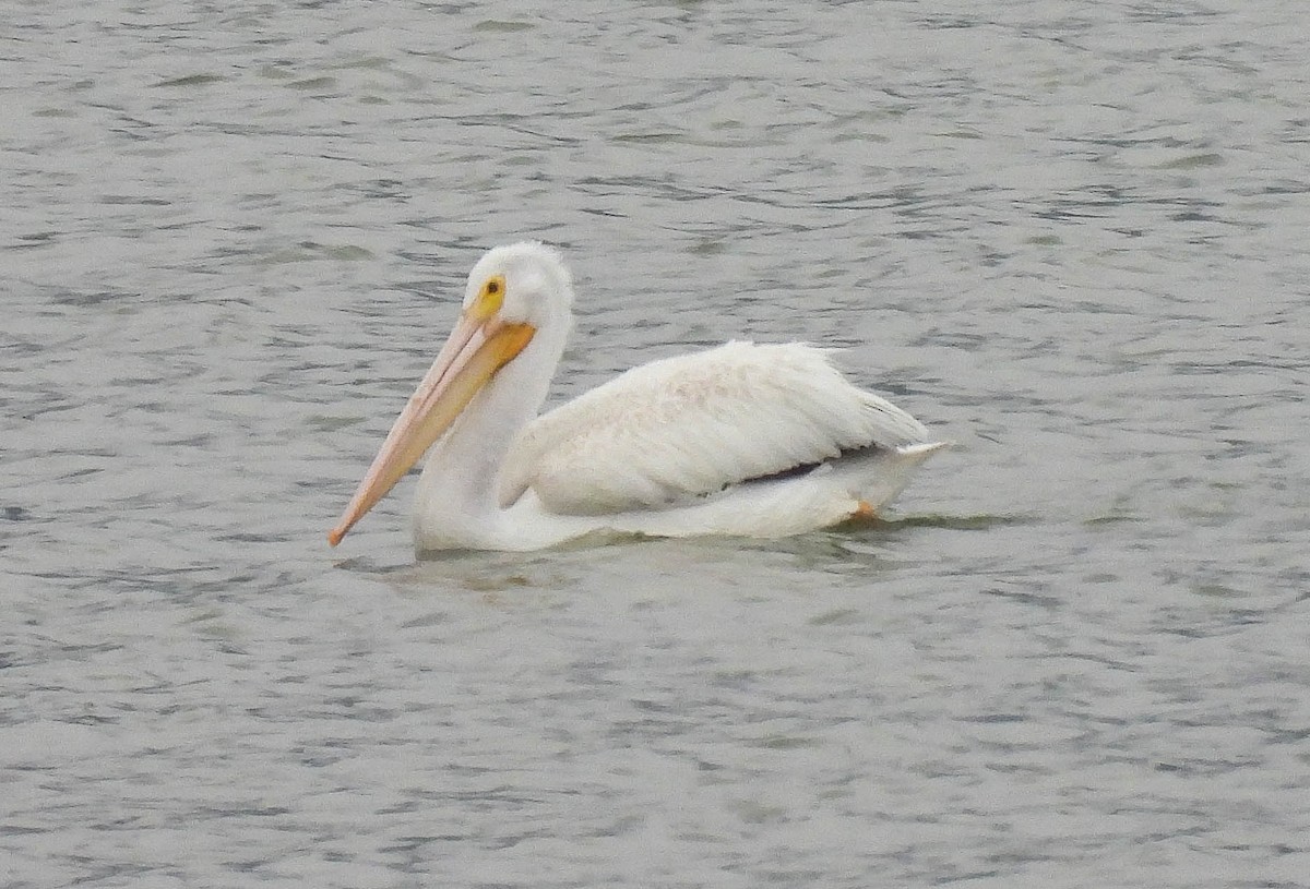 American White Pelican - ML443588501