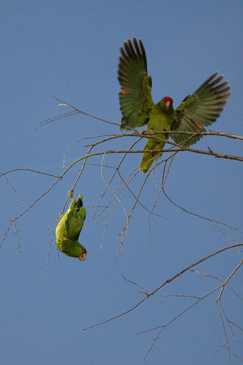 Red-crowned Parrot - ML443588891