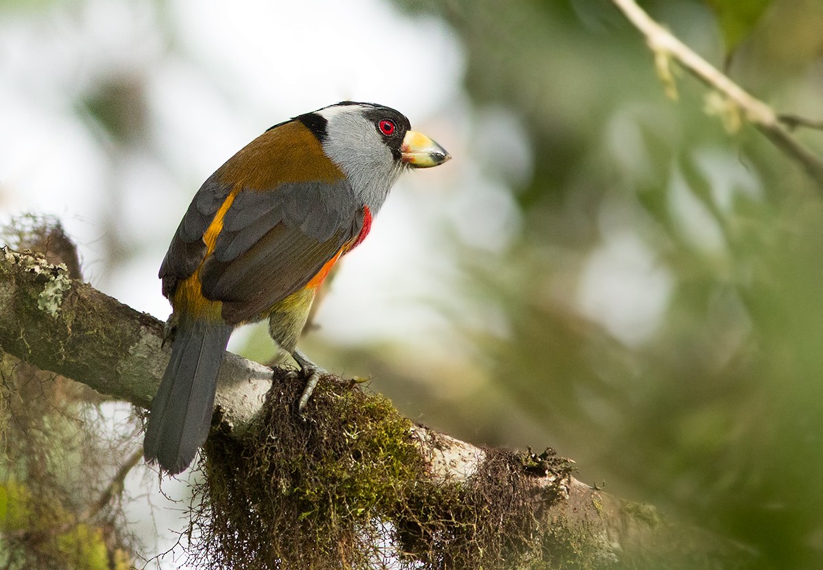 Toucan Barbet - Suzanne Labbé