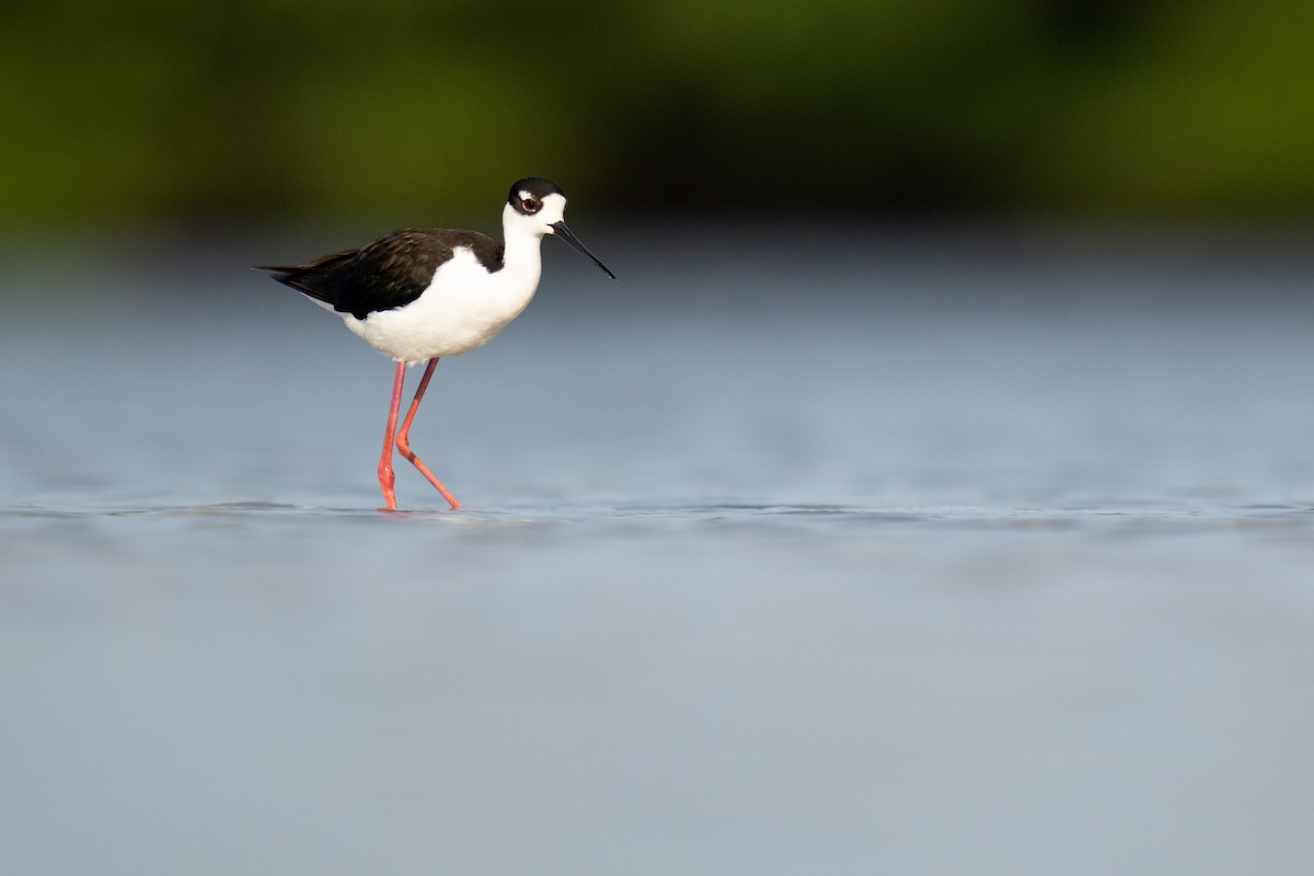 Black-necked Stilt - ML443589141