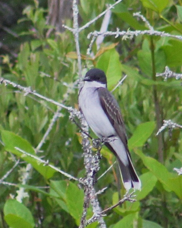 Eastern Kingbird - ML443589631