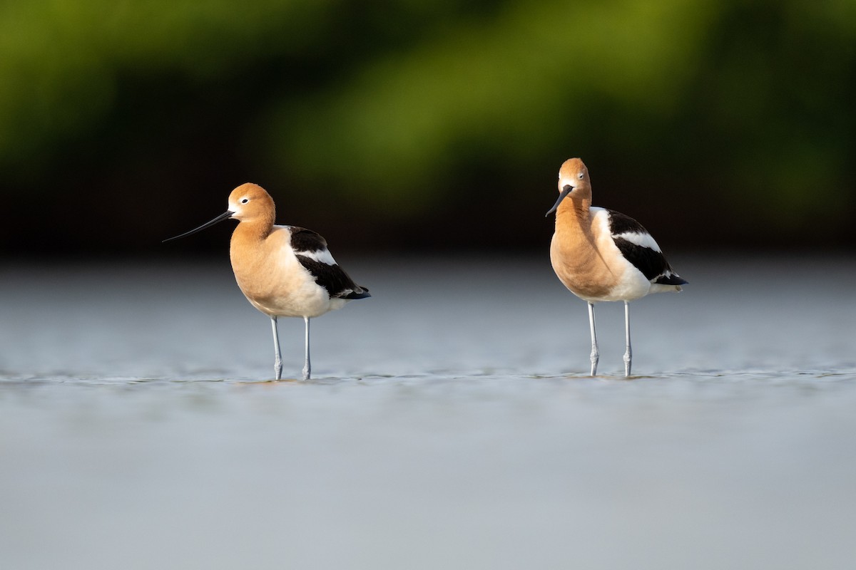 American Avocet - ML443589661