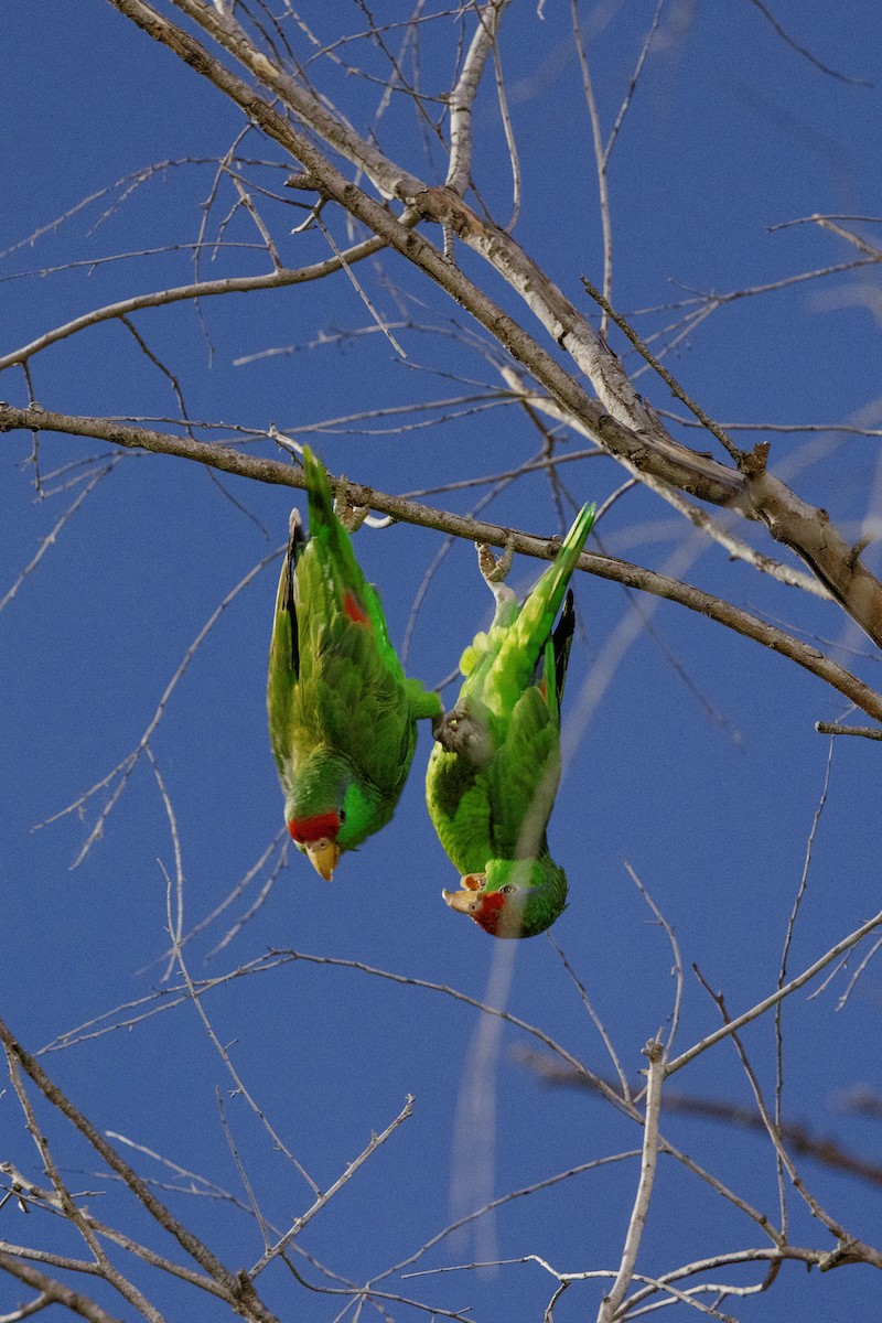 Red-crowned Parrot - ML443589961