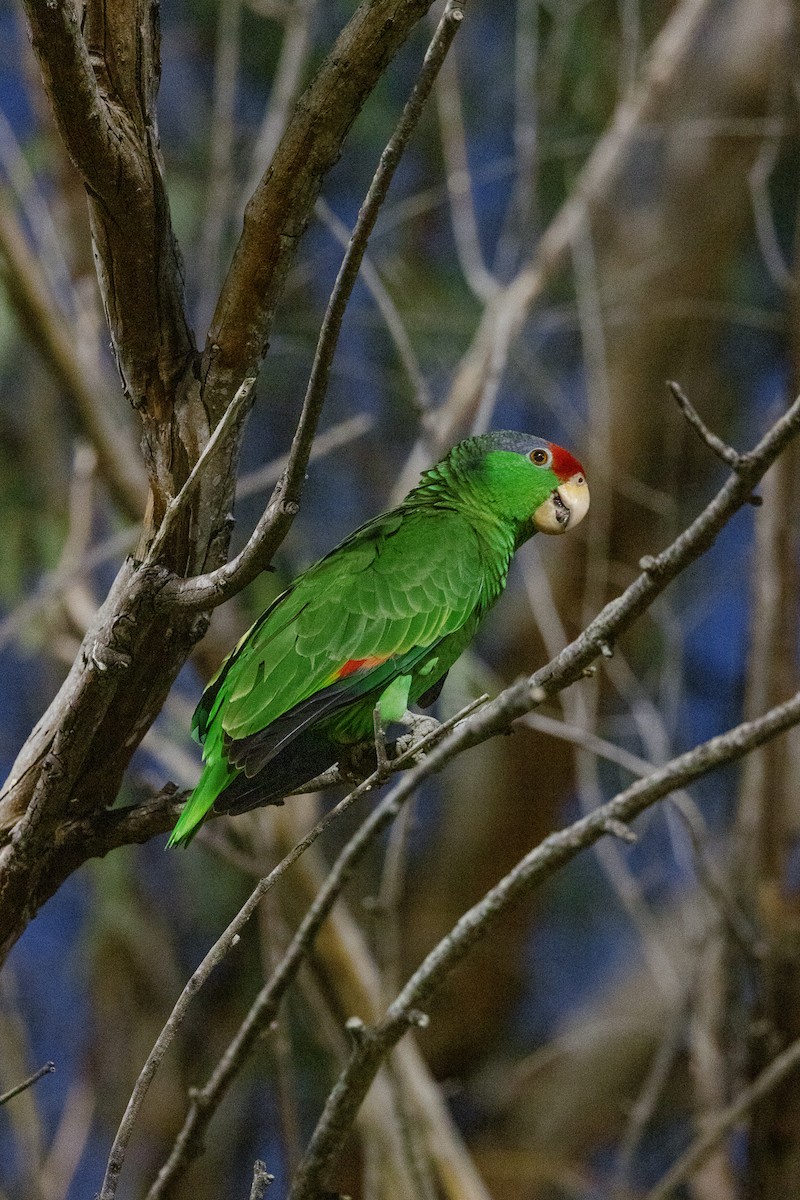 Red-crowned Parrot - Mark Olsen