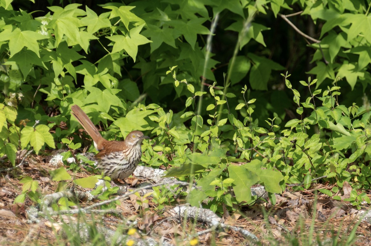 Brown Thrasher - ML443592211