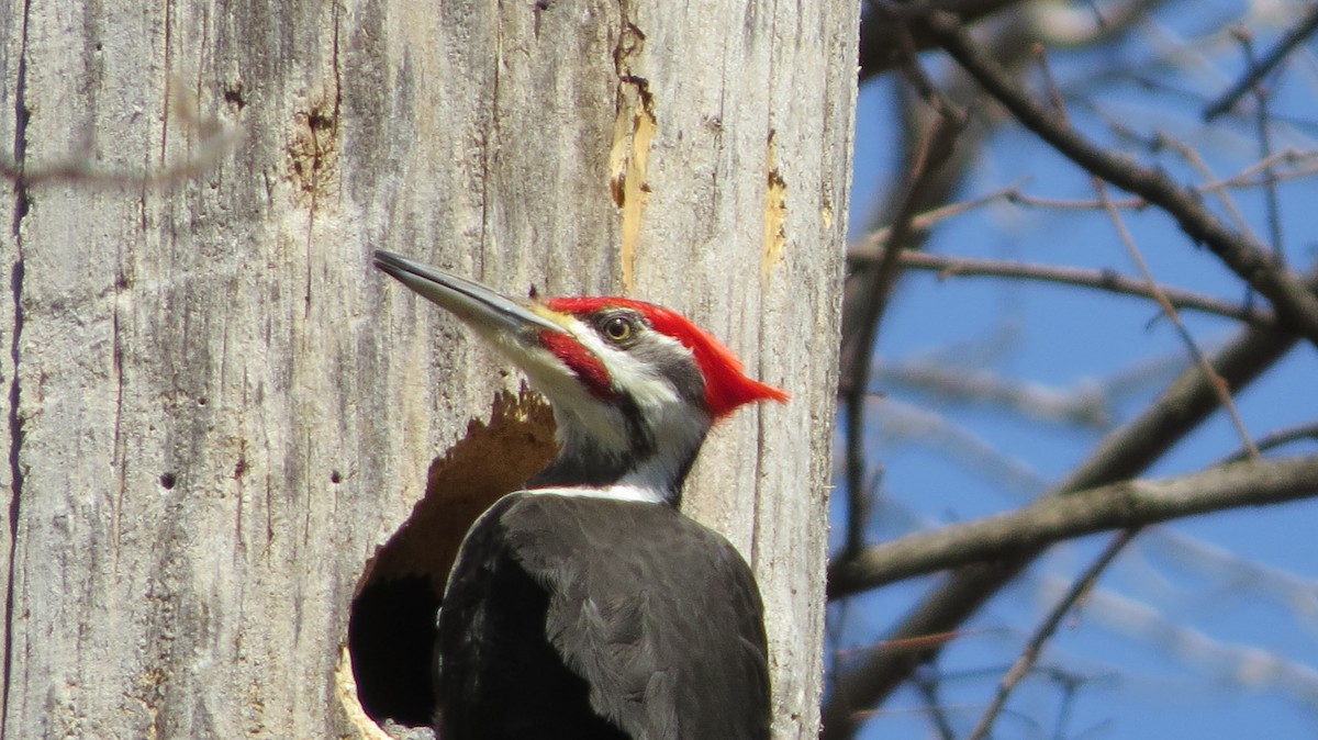 Pileated Woodpecker - ML443592401