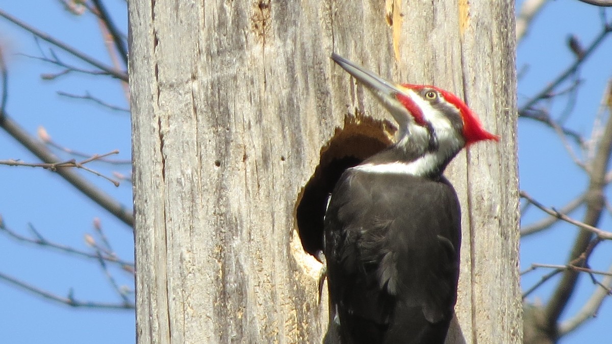 Pileated Woodpecker - ML443592411