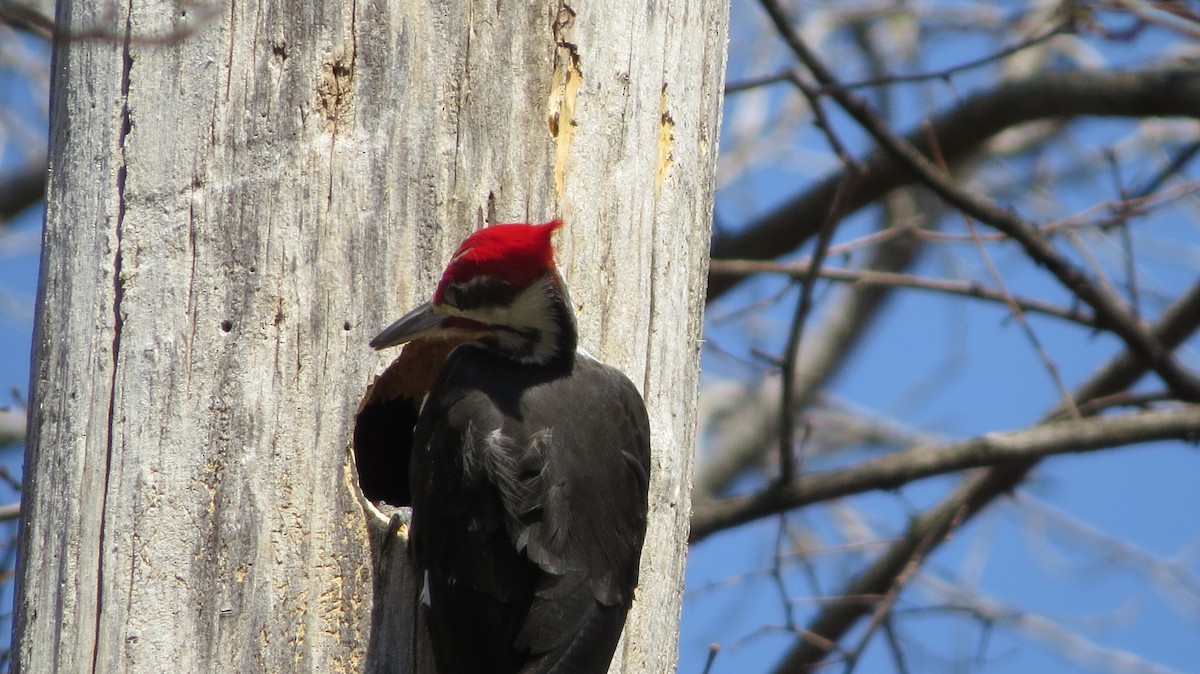 Pileated Woodpecker - ML443592421