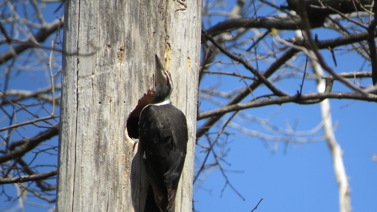 Pileated Woodpecker - ML443592431