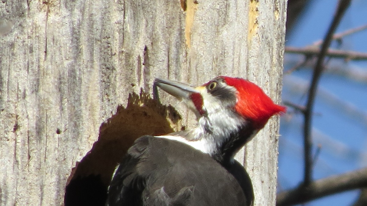 Pileated Woodpecker - ML443592441