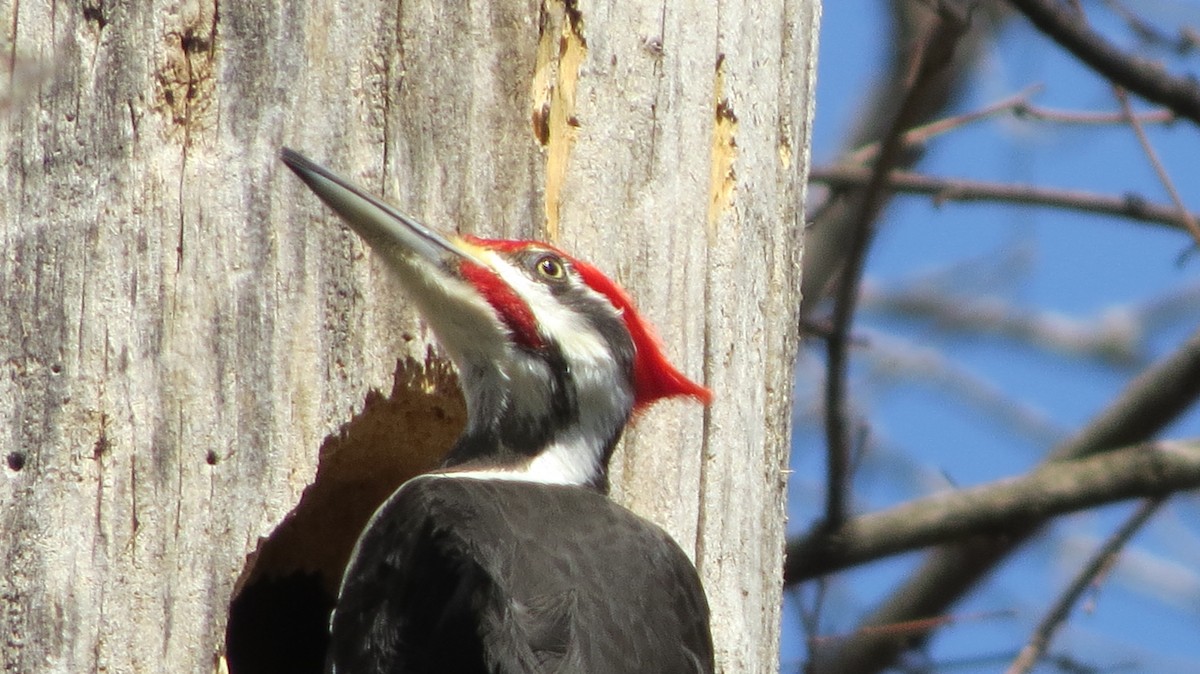 Pileated Woodpecker - ML443592451