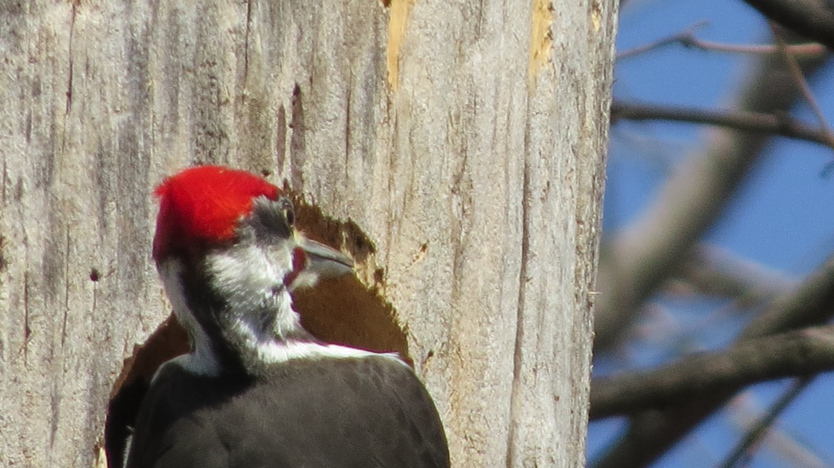 Pileated Woodpecker - ML443592471