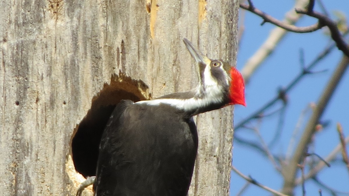 Pileated Woodpecker - ML443593221