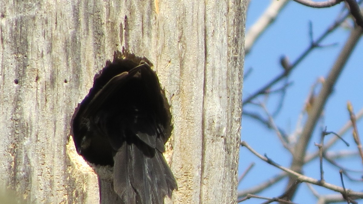 Pileated Woodpecker - ML443593231