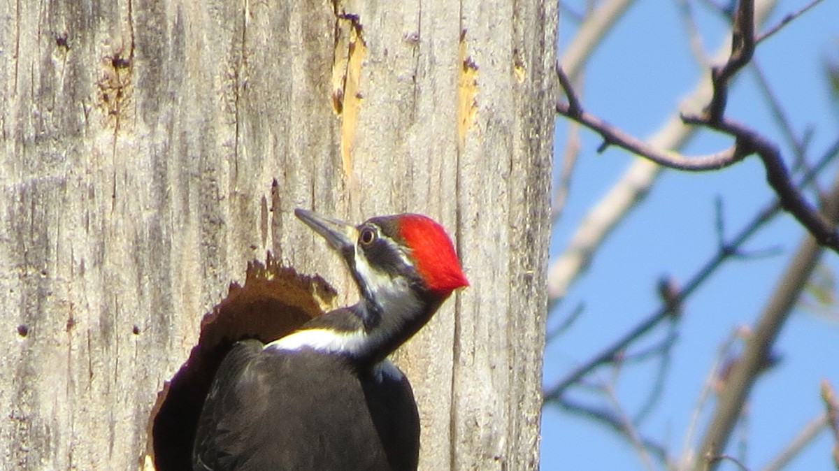 Pileated Woodpecker - ML443593391