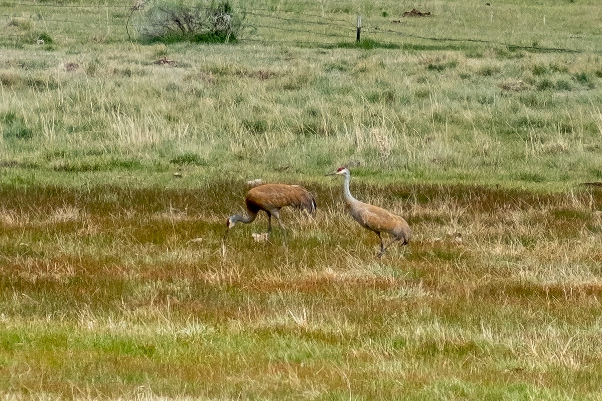 Sandhill Crane - ML443593881