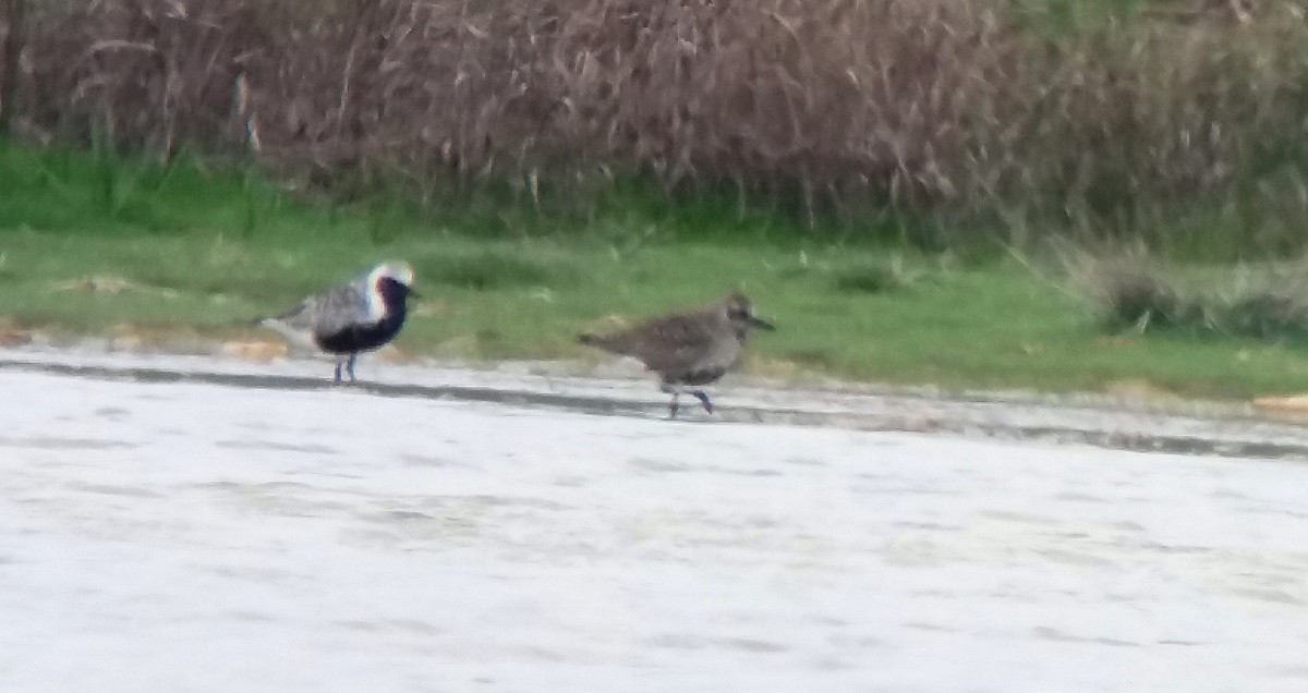 Black-bellied Plover - Víctor González