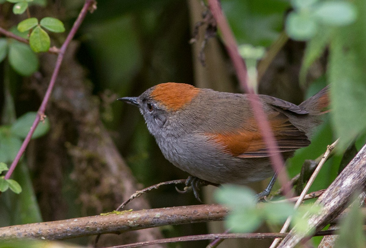 Azara's Spinetail - ML44359421