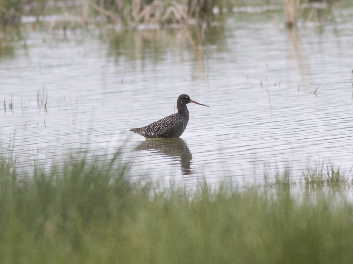 Spotted Redshank - ML443594681