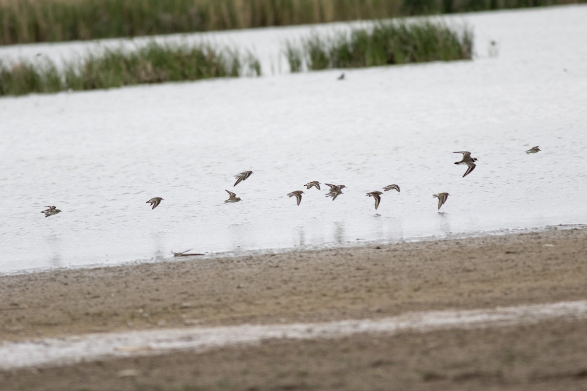 Common Ringed Plover - ML443594721