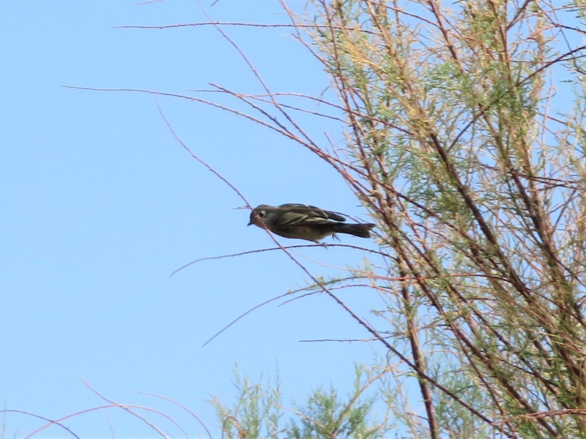 Western Flycatcher (Pacific-slope) - ML443595971