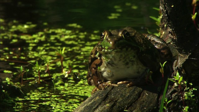 Green Frog - ML443597