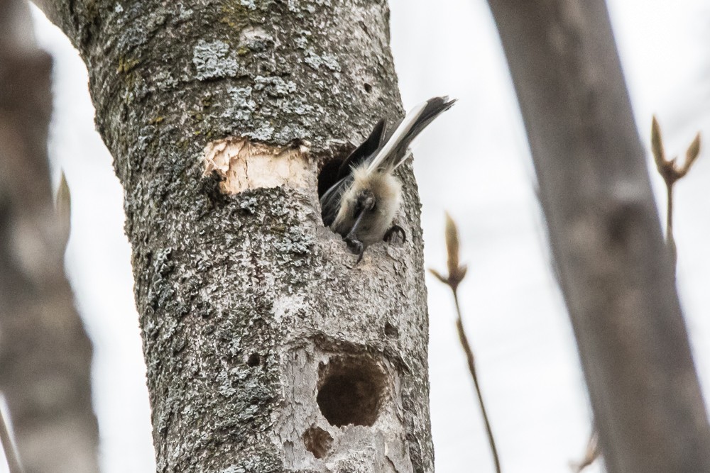 Mésange à tête noire - ML443597021