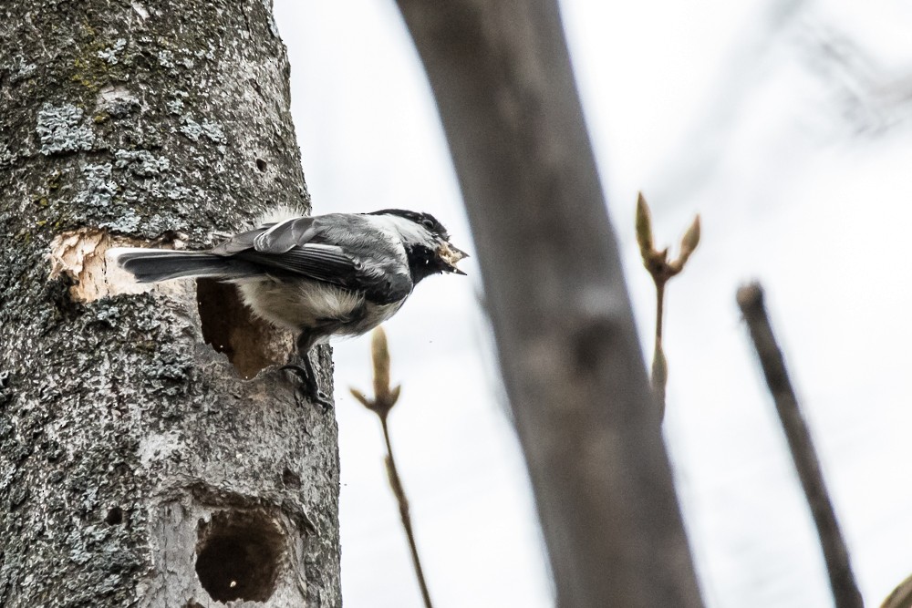 Mésange à tête noire - ML443597051