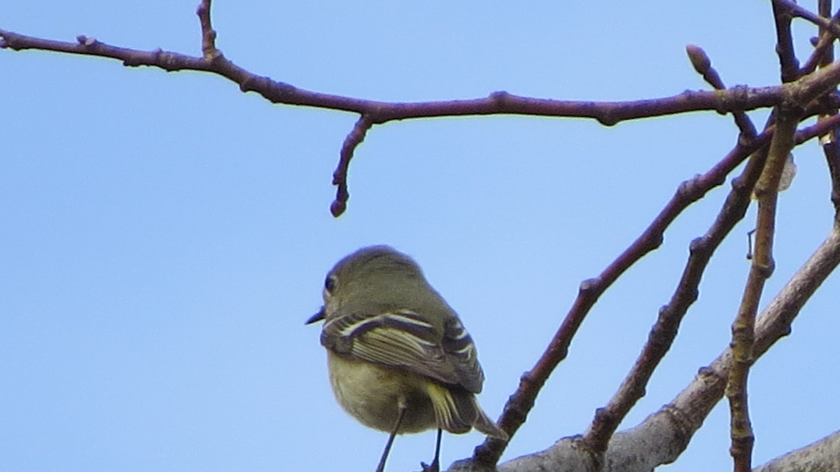 Ruby-crowned Kinglet - ML443597971
