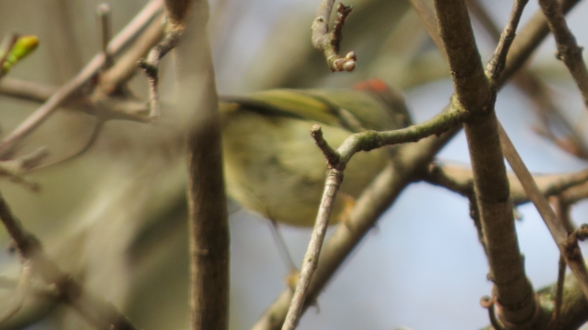 Ruby-crowned Kinglet - ML443597991