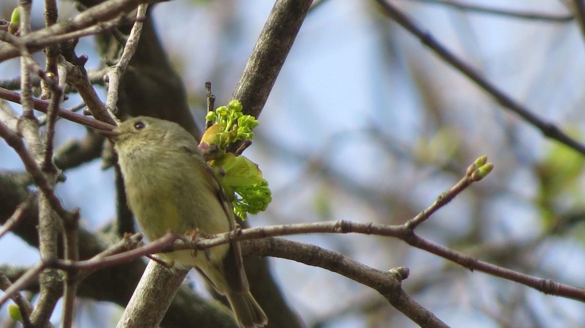 Ruby-crowned Kinglet - ML443598011