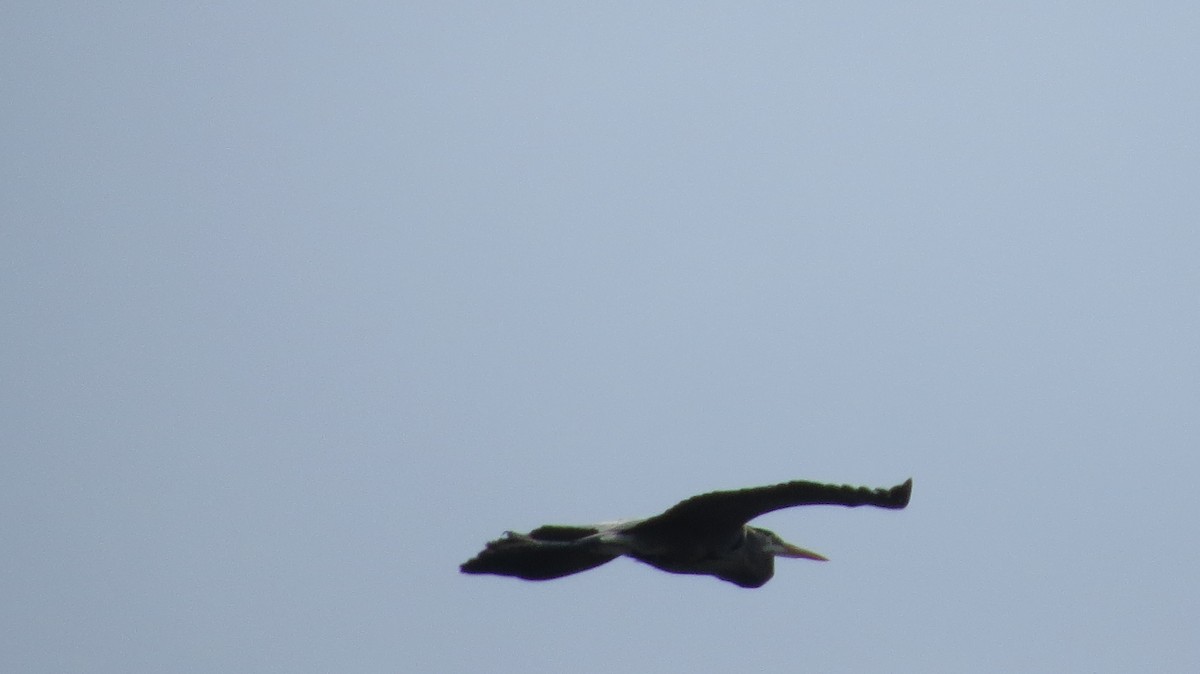 Great Blue Heron - ML443598511