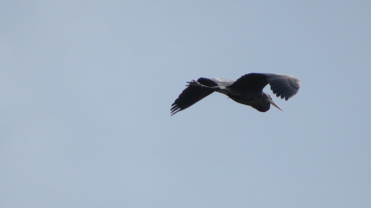 Great Blue Heron - ML443598521