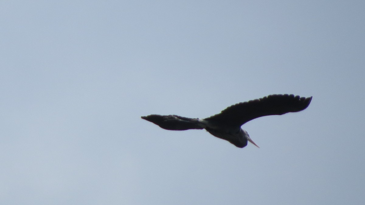 Great Blue Heron - ML443598531