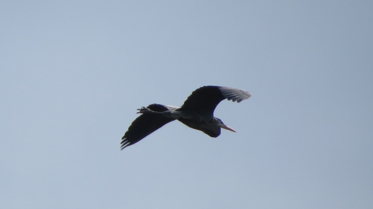 Great Blue Heron - ML443598541