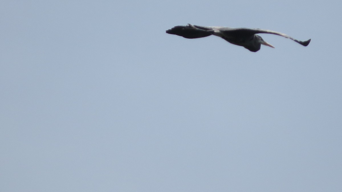 Great Blue Heron - ML443598551