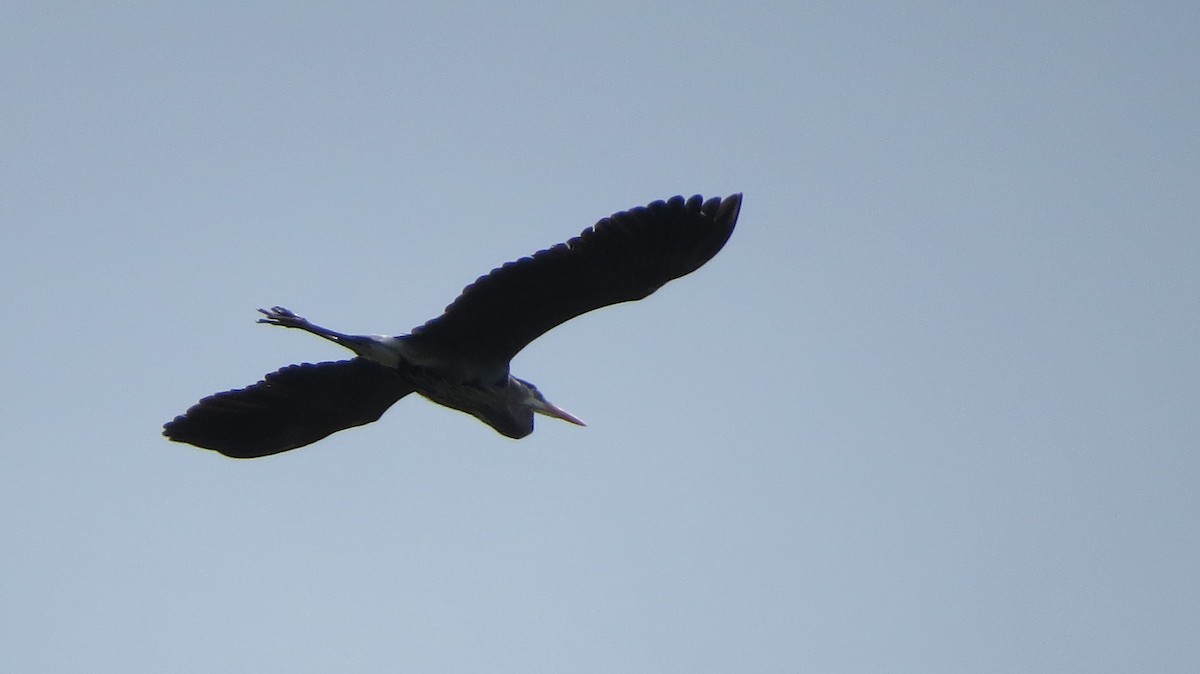 Great Blue Heron - ML443598561