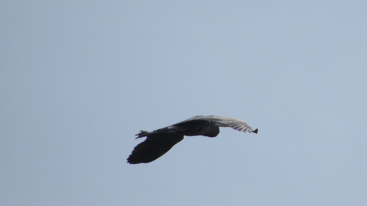 Great Blue Heron - ML443598661
