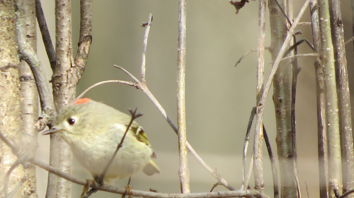 Ruby-crowned Kinglet - ML443598791