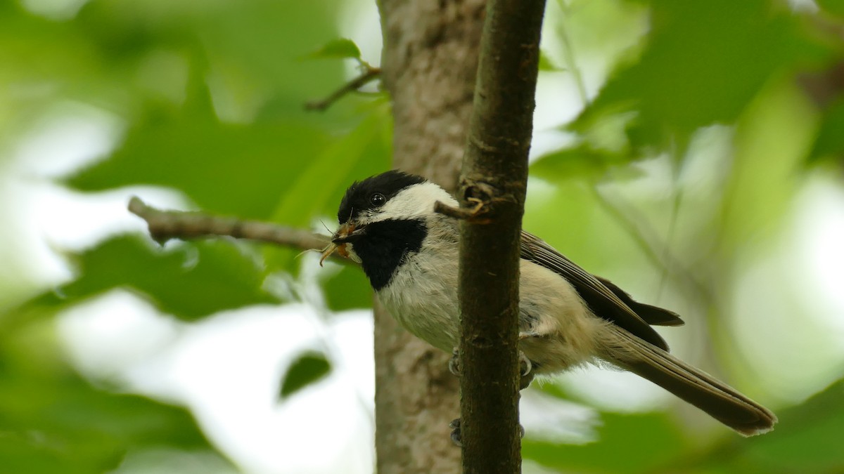 Carolina Chickadee - ML443599051