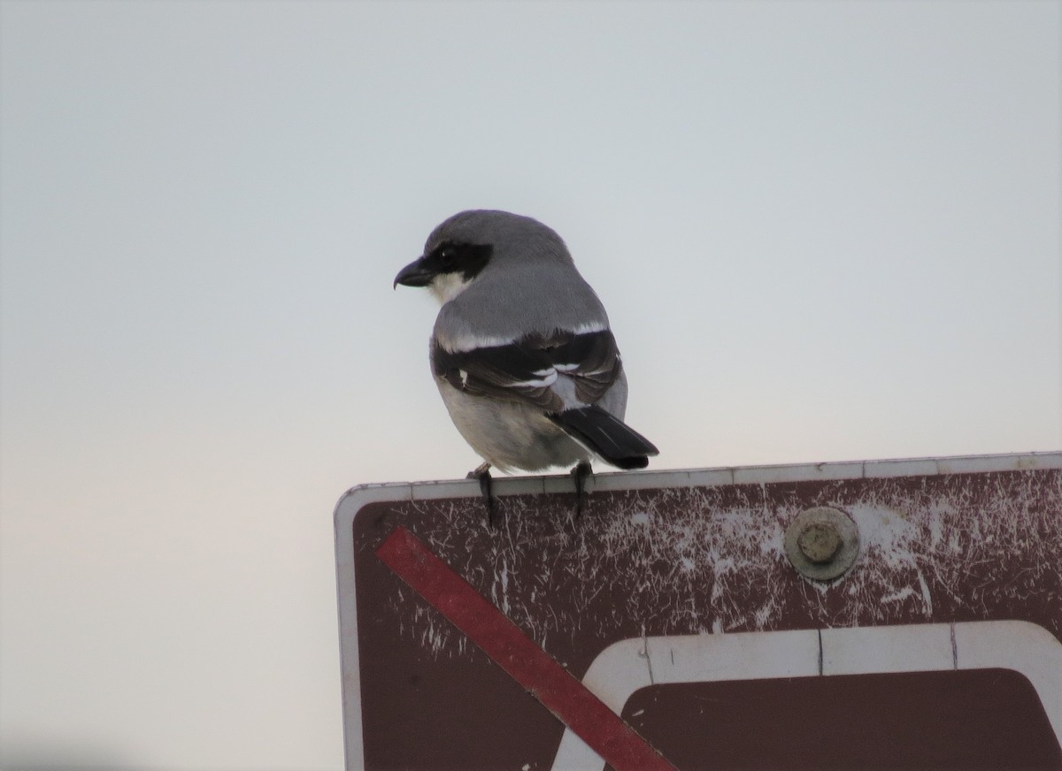 Loggerhead Shrike - Joan Baker