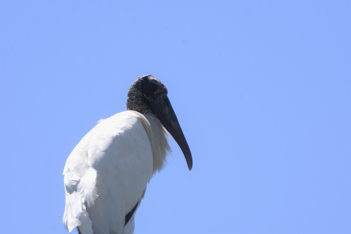 Wood Stork - ML443600091