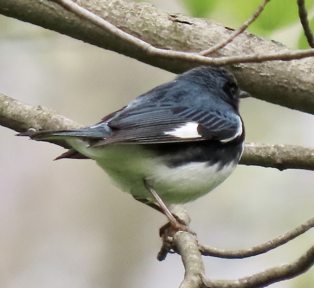 Black-throated Blue Warbler - ML443600101